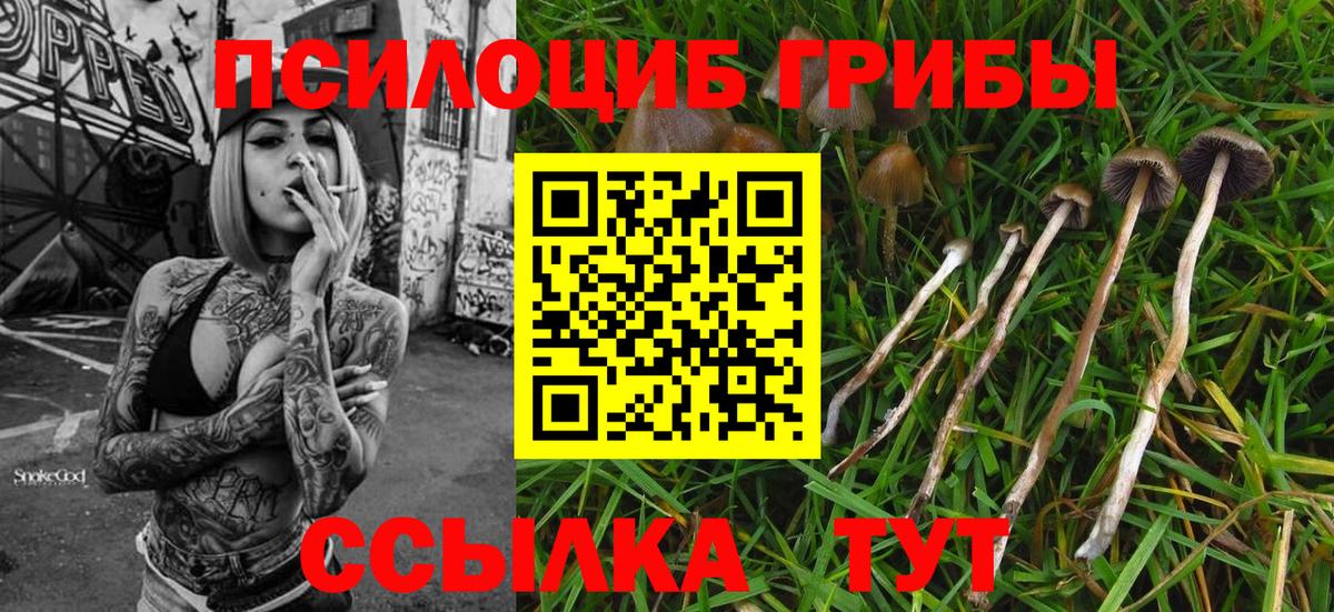 Киселёвск  Галлюциногенные грибы Cubensis  Вход с VPN 